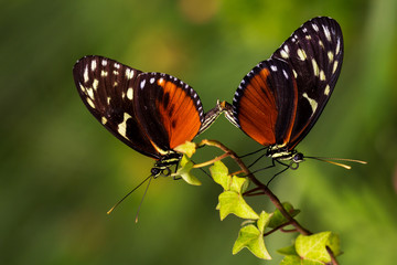 The mating season