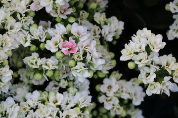 White blossoms with single pink bloom