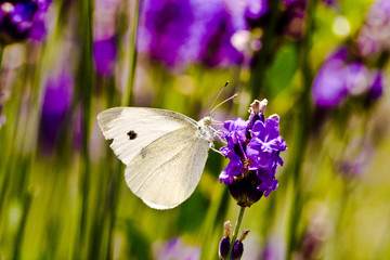 Papillon blanc sur lavande