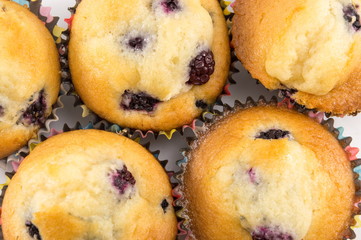 blackberry muffins in paper cups