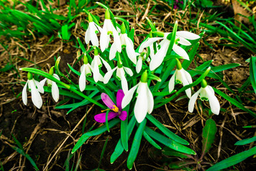 Spring wild flowers