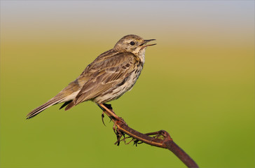 Meadow Pipit singing