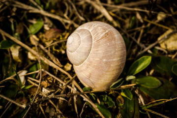 Snail shell