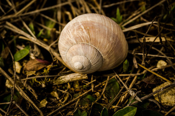 Snail shell