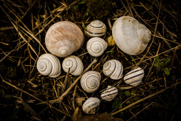 Snail shell