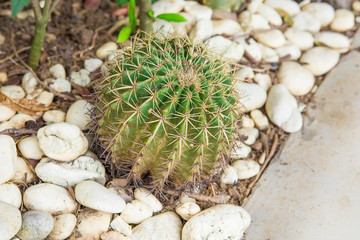 Cactus Planted ornamental garden