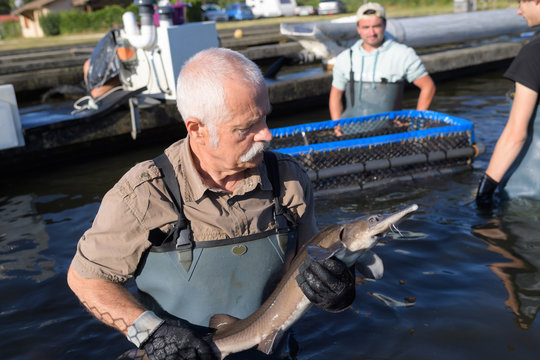 senior fish farm caring esturgeon