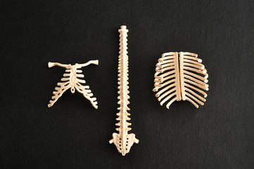 A plastic model of a human spine isolated on a black background