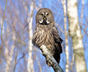 Great Grey Owl posing on a birch trunk
