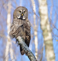 Great Grey Owl posing on a birch trunk