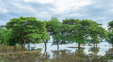 A flooded green tree at thai