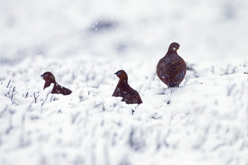Red Grouse Lagopus scoticus in snow on moorland top in the Yorkshire Dales