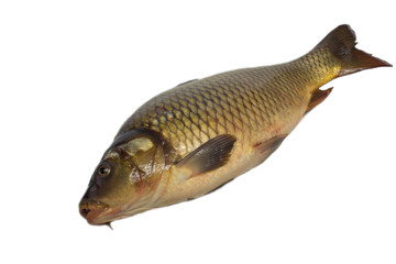 carp isolated