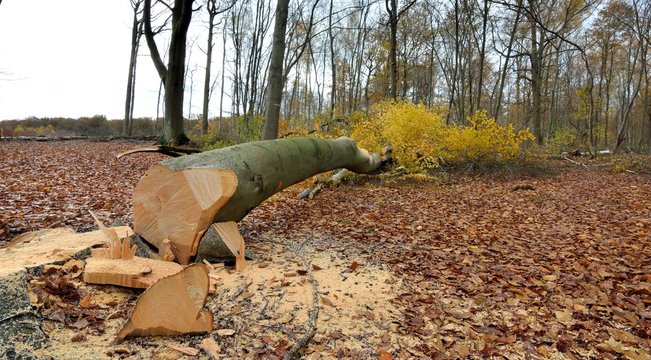 Arbre abbatu en for&ecirc;t l'automne