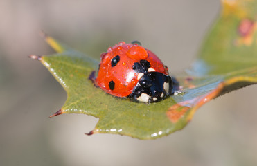 Ladybug