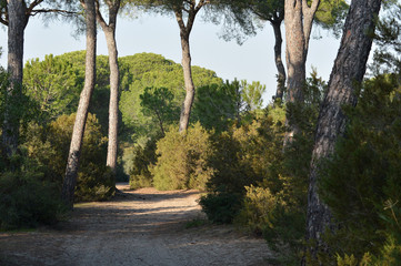 Fototapeta premium bosque en el parque de doñana y marismas 