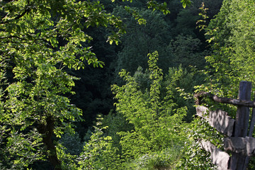 Rich springtime forest trees
