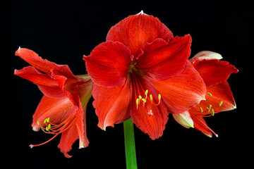 Red-orange amaryllis