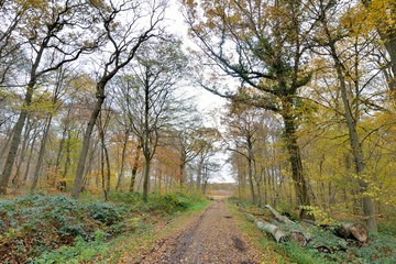 Chemin forestier en forêt de Saint-Amand-les-Eaux dans les Hauts-de-France
