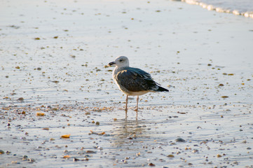 Seagull alone on a beach