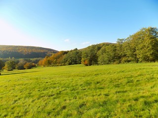 Meadow and deciduous forest in wild nature