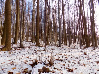 Snowy forest during winter