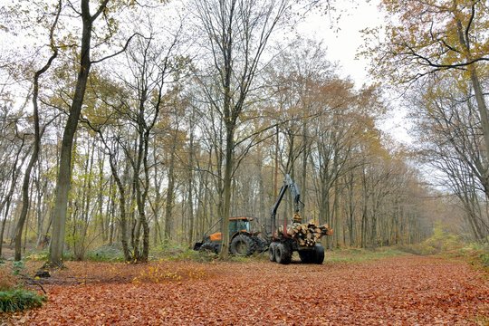 La for&ecirc;t de Saint-Amand les Eaux en automne. Hauts-de-France