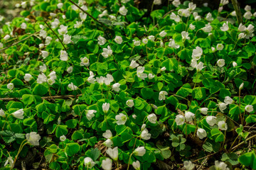 Spring flowers