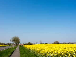 Radweg an einem gelben Rapsfeld vor blauem Himmel