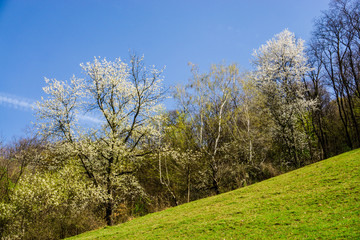 Obraz premium Spring view