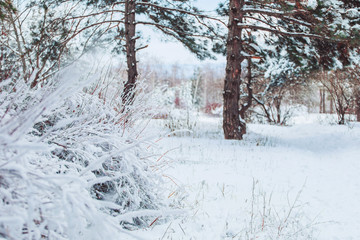 Frosty winter landscape in snowy forest. Pine branches covered with snow in cold winter weather. Christmas background with fir trees and blurred background of winter