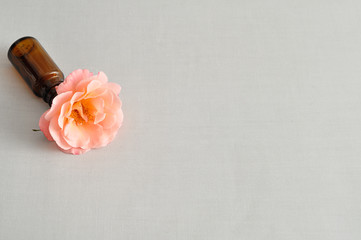 An orange rose isolated on a white background