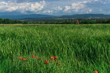 Sunny day in springtime