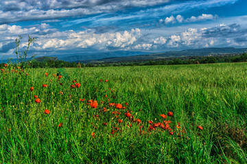 Sunny day in springtime