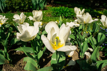 Obraz na płótnie Canvas Beautiful tulis in botanical garden