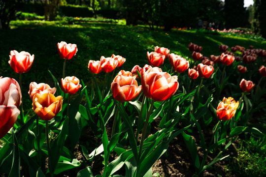 Beautiful tulis in botanical garden