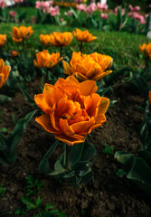 Beautiful tulis in botanical garden