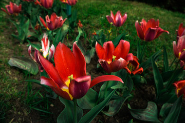 Beautiful tulis in botanical garden