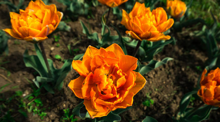 Beautiful tulis in botanical garden