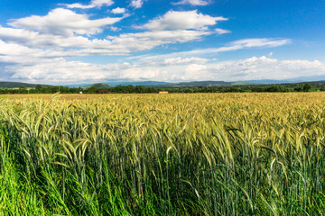 Green field in the springtime