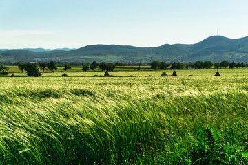 Green field in the springtime