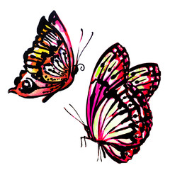 butterfly,watercolor, isolated on a white