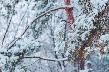 Frosty winter landscape in snowy forest. Pine branches covered with snow in cold winter weather. Christmas background with fir trees and blurred background of winter.
