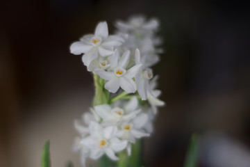 Fototapeta na wymiar Paperwhite - Christmas Flower