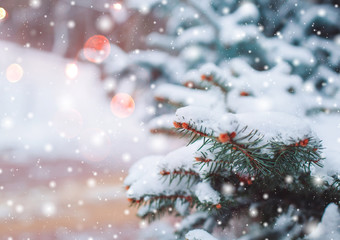Fototapeta premium Frosty winter landscape in snowy forest. Pine branches covered with snow in cold winter weather. Christmas background with fir trees and blurred background of winter.