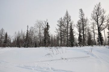 Winter evening and frosty lanskape from North. Naked trees, pines and white snow