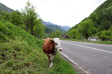 Fototapeta na wymiar Cerna Mountains valley welcome cow