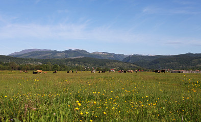 Fototapeta premium Spring meadow along country road, Romania