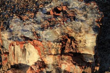 Crystal wood in Petrified Forest in USA