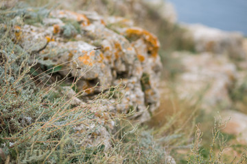 Old gray stone wall with green moss texture background